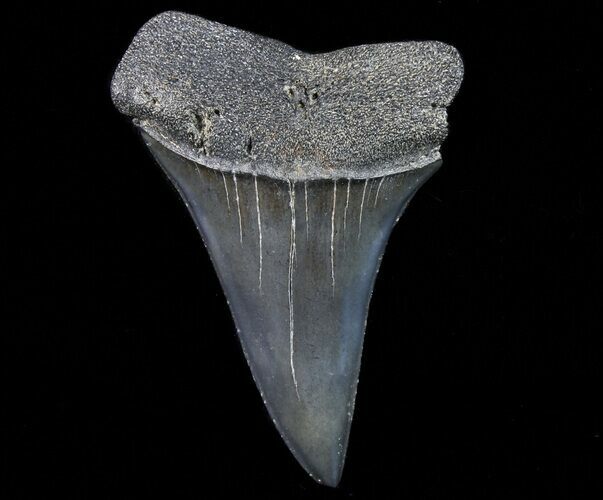 Fossil Mako Shark Tooth - Georgia #75068